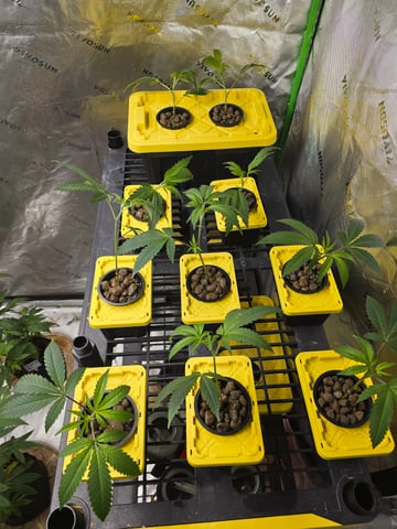 Oceanz 16 Pheno #2  — seedling_rooting, day 1