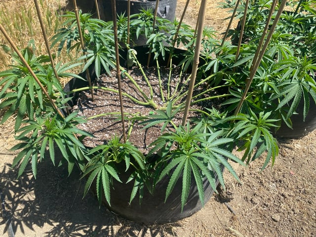 Solfire Gardens Grow — vegetative, day 97