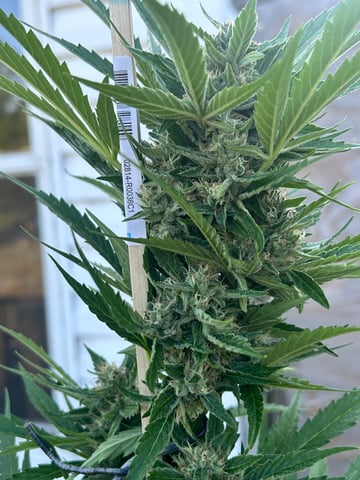 First ever grow — flower, day 76