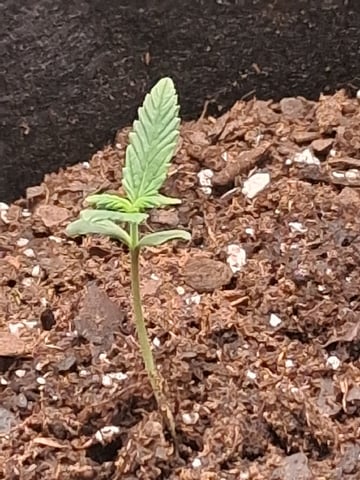 First Indoor Grow  — seedling_rooting, day 13
