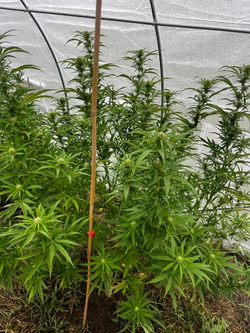 outdoor grow  — flower, day 27