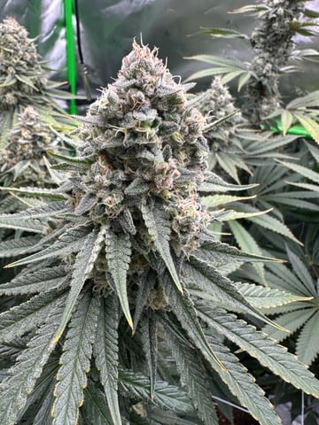 First grow — flower, day 101