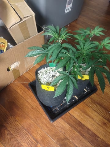 Mainely Genetics Micro Pheno Hunt