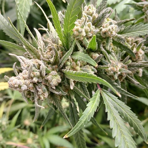 run #3 — flower, day 100