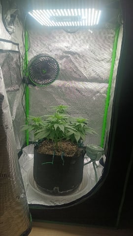 Critical Purple Kush — vegetative, day 68