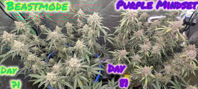 Mixed Grow — flower, day 83