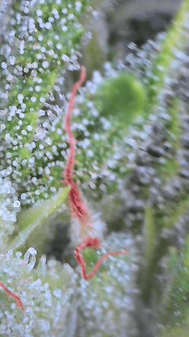 outdoors  unground 2025 — flower, day 25