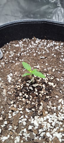 Hawaiian Haze  — seedling_rooting, day 3