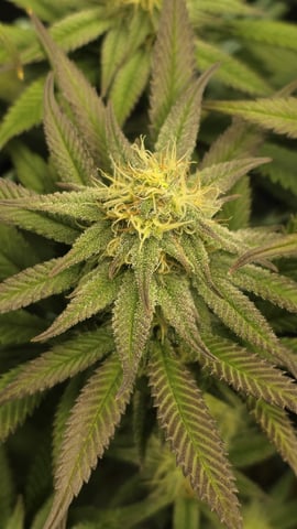 Strawberry Sugar  — flower, day 90