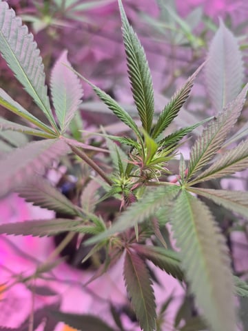 New Strain  — flower, day 50