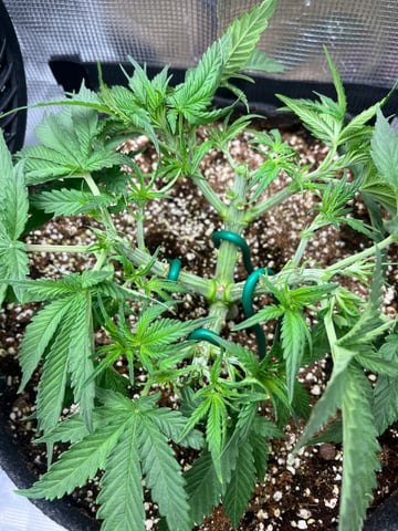 Gorilla Zkittlez & RS #11 — vegetative, day 41