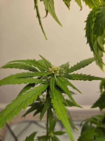 1st Grow — flower, day 64