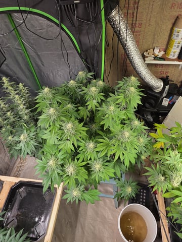 2nd Grow Sesh — flower, day 97
