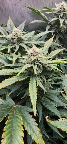 FastBuds Trainwreck Auto — flower, day 59