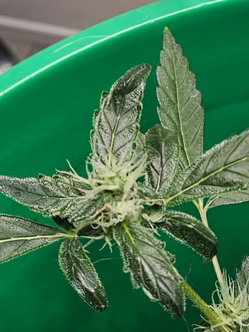 1st plant. Strain: Green Gelato AutoFlower — flower, day 69