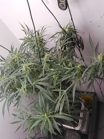 Atlas Seeds — none, day 2