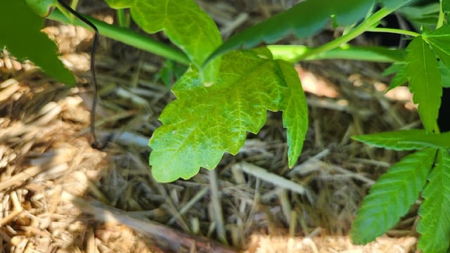 Royal Highness — vegetative, day 63