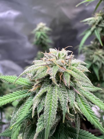 first grow — flower, day 119