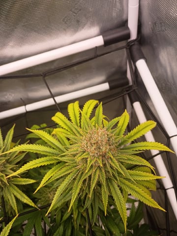 FastBuds Photo-Lemon Mandarin  — flower, day 139