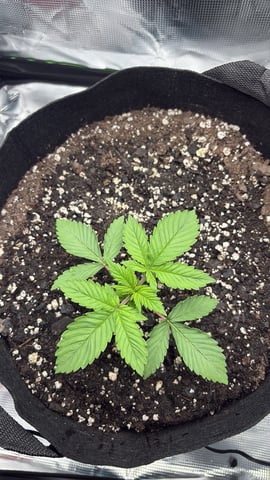 Blackberry Kush — seedling_rooting, day 7