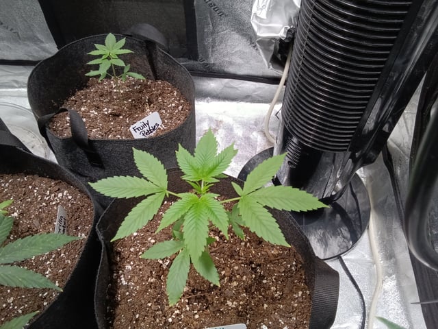 Gorilla Purple Auto — vegetative, day 40