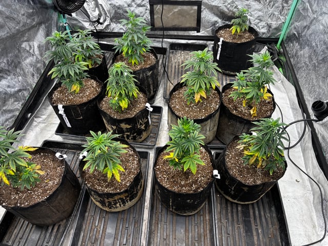 Mixed Freebies — vegetative, day 48