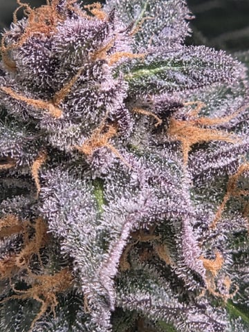 Special Kush#1 and Purple Queen Auto  — flower, day 100