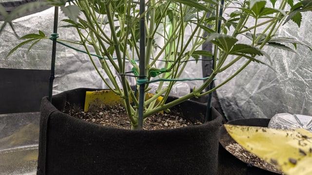 Perpetual Autoflower Mixed Grow #3 — vegetative, day 43