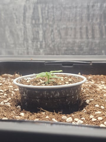 Bruce Banner — seedling_rooting, day 111