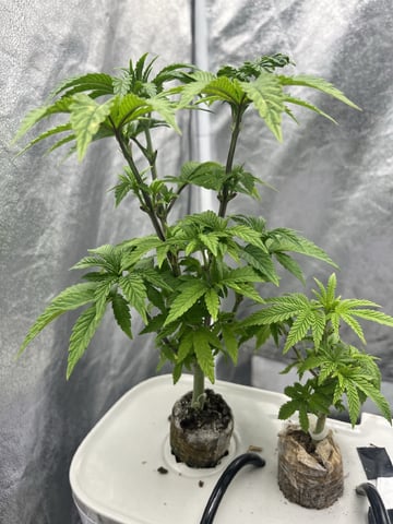 Humboldt Chicken N Wafflez — vegetative, day 39