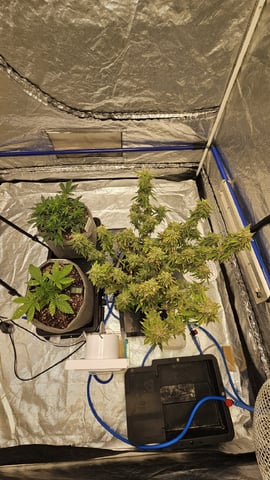 Autos For The Rest Of Winter 🔥🔥😉 — vegetative, day 49