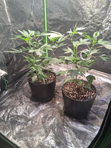 S&D  First Grow — vegetative, day 12
