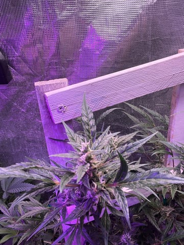 easy bud auto & nothern lights auto — flower, day 67