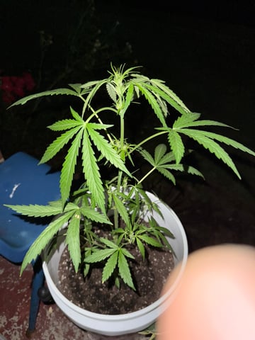 •Freedom Grow• — auto, day 40