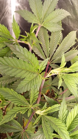 1st — vegetative, day 24