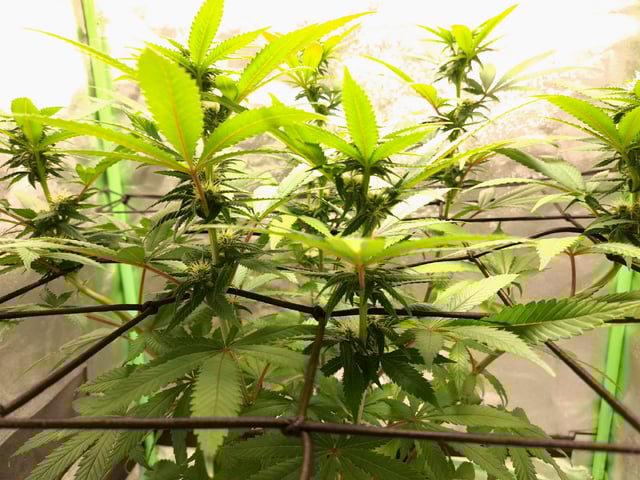 Blue Cheese from Barney's Farm — flower, day 26