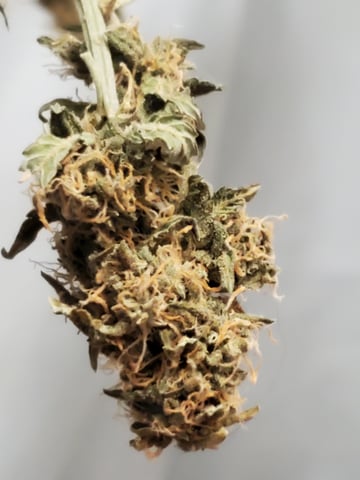 Banana Purple Punch & Rainbow Showers — harvest, day 103