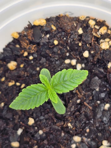 Northern lights #10 (Alaska) — seedling_rooting, day 4
