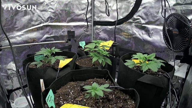 Auto Flower — vegetative, day 5