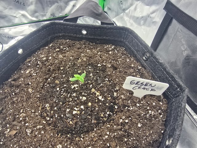 2nd grow round 2 — germination, day 4