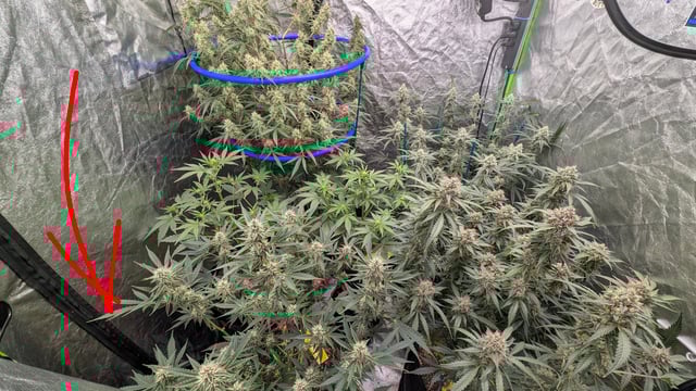 Mixed Grow — flower, day 73
