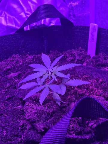 1st Ever Grow — vegetative, day 36