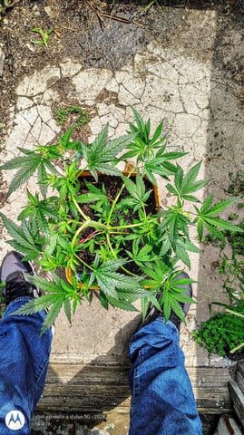 Miracle Murray  — seedling_rooting, day 49