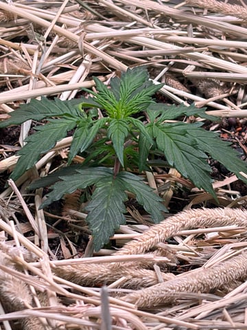 510 First Run! — flower, day 32