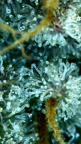 Gorilla Girl Autopot — flower, day 166