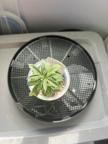 Inside Mother Plants — vegetative, day 36
