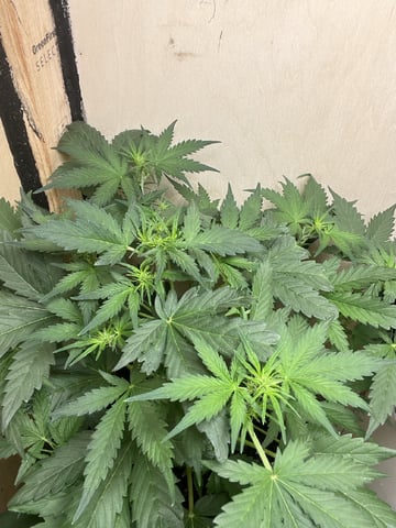 easy bud auto & nothern lights auto — flower, day 33