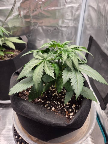 second grow — vegetative, day 21