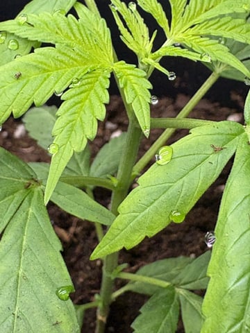 July plants of 26 — vegetative, day 2