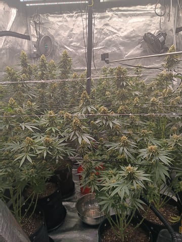 Master Kush — flower, day 109